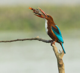 Kingfisher eating a fish.