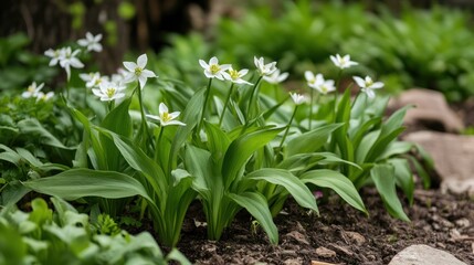 Obraz premium Delicate white flowers blooming in lush green garden, capturing the essence of springtime