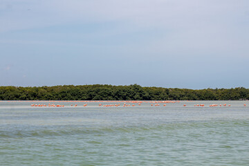 Landscape of brackish water lagoon with a large group of pink flamingos and green mangrove in the background on a sunny morning in Yucatan 