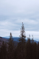 Minimalistic cold-tone mountain landscape with pine trees and distant peaks.