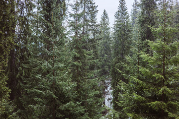 View to conifer trees and rocks in light haze. Mountain woodland.