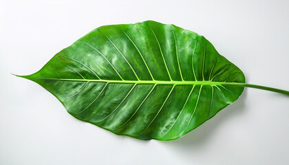 Obraz premium large green leaf with veins on white background greenery leaves