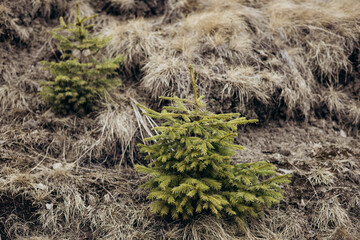 Sapling of a conifer tree growing in a remote mountain area.