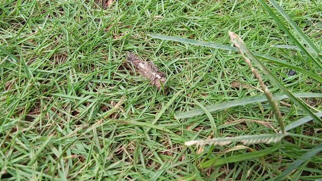 Kamitetep (Phereoeca uterella) is a species of moth that looks like a caterpillar with a cocoon. Insects