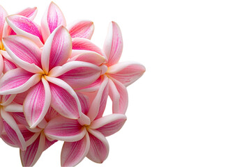 Fototapeta premium Flower Elements Isolated on Transparent Background