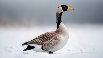 Fototapeta premium wild goose standing alone against a white background