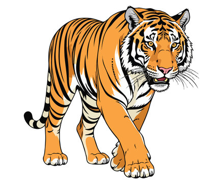 Bengal tiger color on a white background