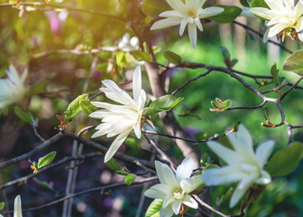 White magnolia flower in full bloom against blurred garden background. Selective focus. Side view.