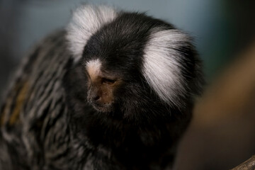 The Common Marmoset (Callithrix jacchus), also called White-Tufted Marmoset or White-Tufted-Ear Marmoset.