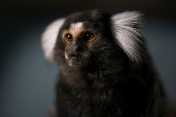 The Common Marmoset (Callithrix jacchus), also called White-Tufted Marmoset or White-Tufted-Ear Marmoset.