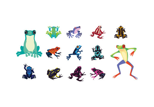 Blue And Green Frog Tree Amphibian Jungle Wildlife Illustrations Set