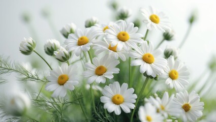 Obraz premium White chamomile bouquet on a white surface