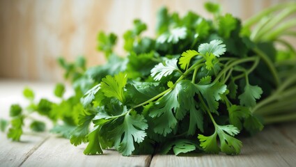 Group of fresh cilantro