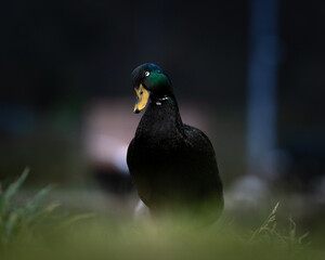 Schwarzer Erpel mit schimmerndem Gefieder auf dunklem Untergrund, ruhige und kontrastreiche Szene...