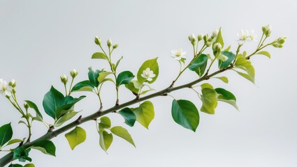 Fototapeta premium Branch of apple with flowers and tiny leaves