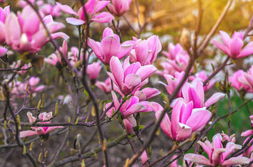 Obraz premium View of blooming pink magnolia bush with blurred focus on soft nature background under sunlight.