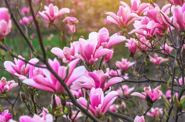 View of blooming pink magnolia bush with blurred focus on soft green nature background under sunlight.