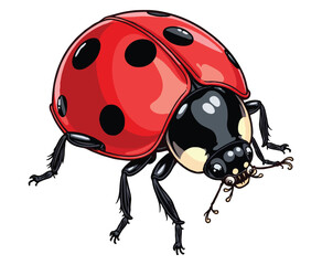 Fototapeta premium Red ladybug color on a white background