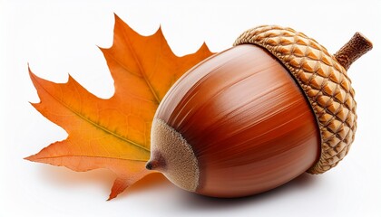 close up of acorn with autumn leaf on white background