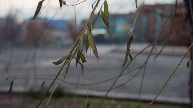 Close up view of thin winter branch with a few green and brown leaves gently hanging, soft background of empty park with pavement and trees evokes calmness and seasonal transition