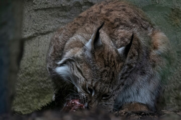 The Eurasian Lynx (Lynx lynx).