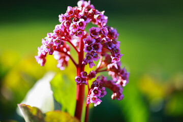 Medical plant Bergenia Cordifolia
