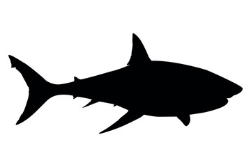 Vector art of Black shark silhouette isolated on white background, a powerful predator of the ocean