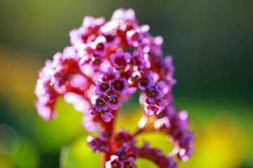 Medical plant Bergenia Cordifolia