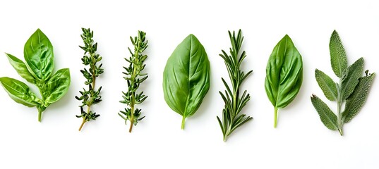 A flat lay of various herbs, including basil, rosemary, and thyme, on a white background