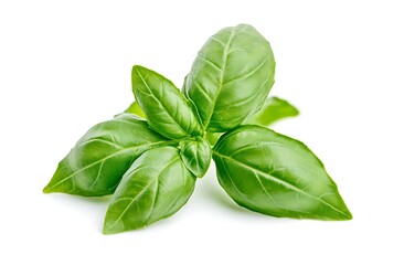 Fototapeta premium A fresh basil leaf isolated on a white background
