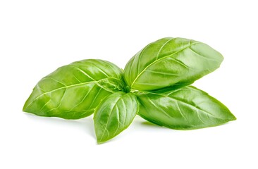 A fresh basil leaf isolated on a white background