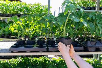 Hands Picking Tomato Seedling from Tray – Organic Gardening and Urban Farming Concept. Grow Your...