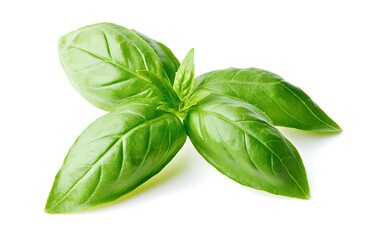 Obraz premium A fresh basil leaf isolated on a white background