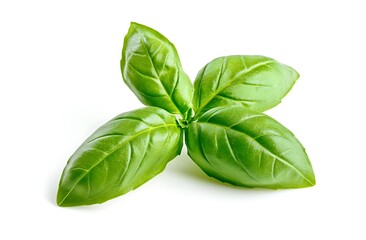 A fresh basil leaf isolated on a white background