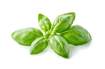 Fototapeta premium A fresh basil leaf isolated on a white background