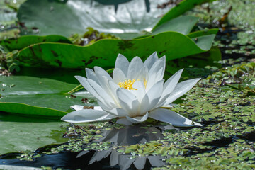 Group flowers lotus of white water lily grows and bloom in river. Nymphaea alba it has roots are...