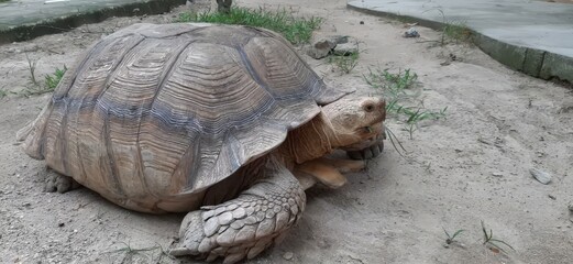 Large Tortoise Resting on Sandy Ground in Natural Habitat Under Soft Light with Grass and Stones Surrounding