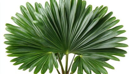 Fototapeta premium Vibrant Green Palm Frond Isolated on White Background