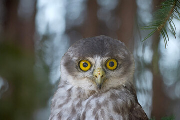 this is a close up of a barking owl