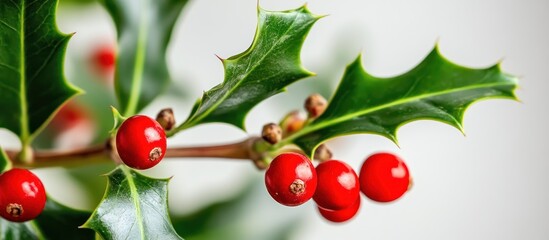Elegant Macro Shot Displaying the Sharp Details of Holly Leaves and Berries