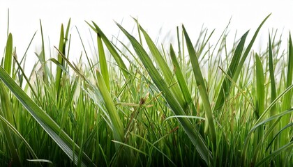 Obraz premium wiese grashalme freigestellt
