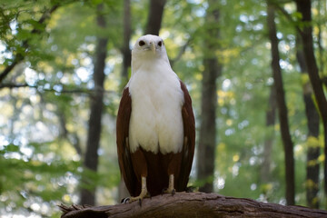 the brahminy kite is perched on a branch