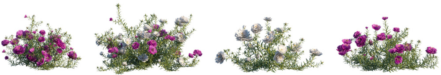 Set of Portulaca grandiflora (rose moss, eleven o'clock, Mexican rose, moss rose, sun rose) frontal...