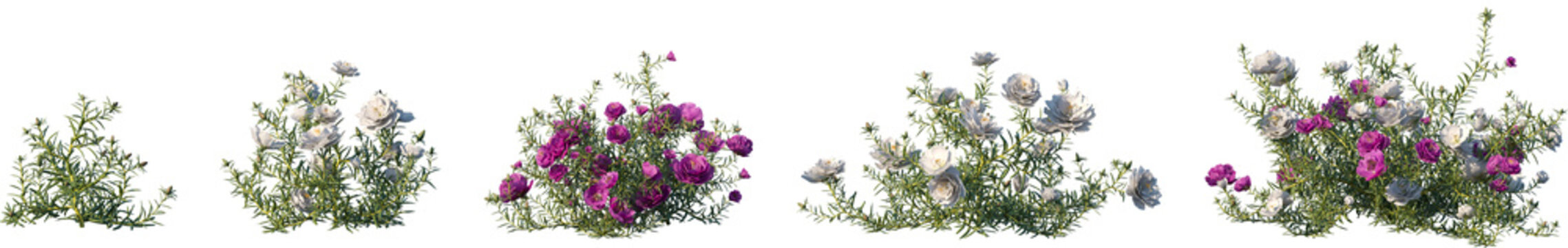 Set of Portulaca grandiflora (rose moss, eleven o'clock, Mexican rose, moss rose, sun rose) frontal isolated png on a transparent background perfectly cutout high resolution