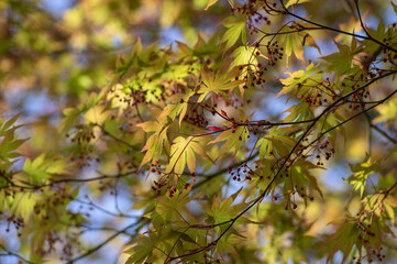 Acer palmatur smooth japanesse maple in bloom with bright colors foliage, deciduous flowering ornamental palmate small tree
