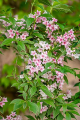 Weigela coraeensis pink white flowering shrub plant, group of colorful flowers in bloom