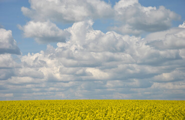 sky with a lot of clouds over a yellow rapeseed field
