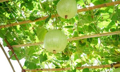 Two green winter melon,round ball shape (squash) is the ivy plant is on the trellis, hanging  on bamboo tunnel in the garden.