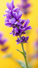 Lavender flower close up photography on yellow background floral beauty and nature photography art image