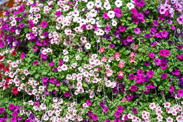 Beautiful blooming mixed pink purple Petunia bells flowers decorated in festival,  led light with blooming colorful petunias flowers in during day.